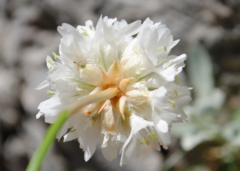 Impossibile - Armeria sp.