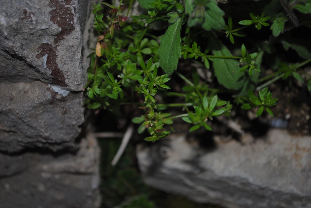 Galium murale / Caglio murale