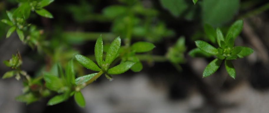 Galium murale / Caglio murale