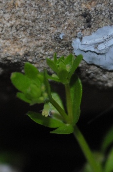 Galium murale / Caglio murale