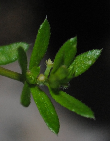 Galium murale / Caglio murale