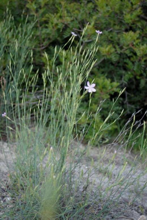 Dianthus ciliatus