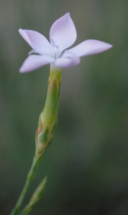 Dianthus ciliatus