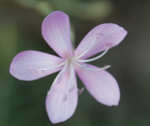 Dianthus ciliatus