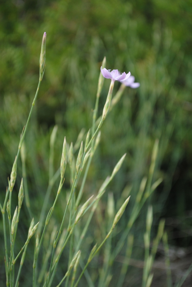 Dianthus ciliatus