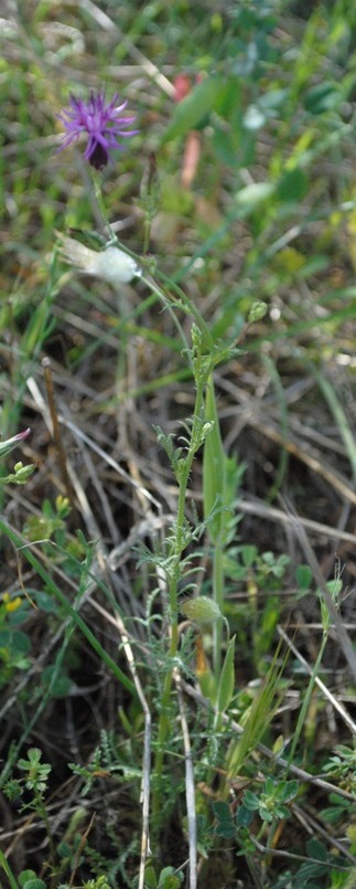 Crupina crupinastrum / Crupina mediterranea