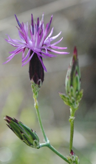 Crupina crupinastrum / Crupina mediterranea