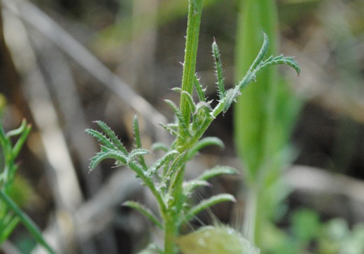 Crupina crupinastrum / Crupina mediterranea