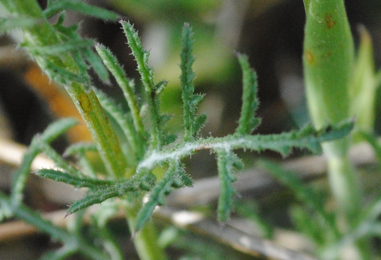 Crupina crupinastrum / Crupina mediterranea