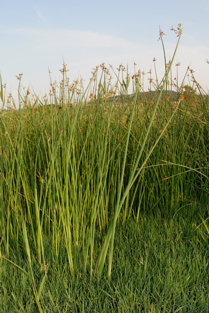 Argine del fiume - Schoenoplectus sp.