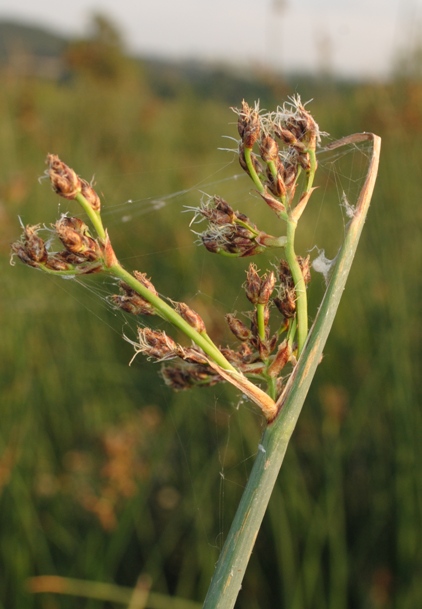 Argine del fiume - Schoenoplectus sp.