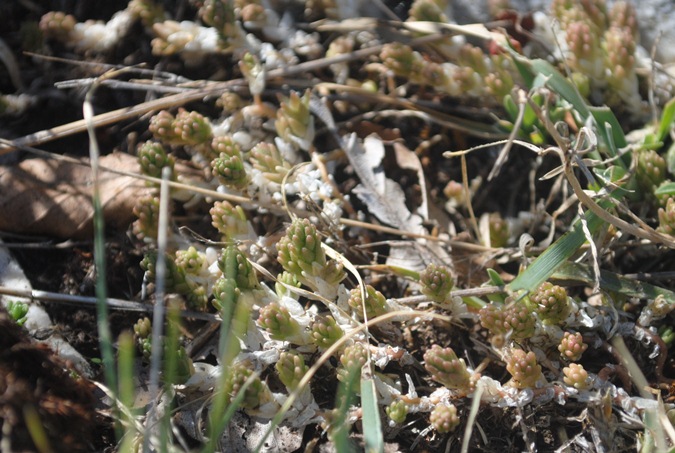 Sedum acre