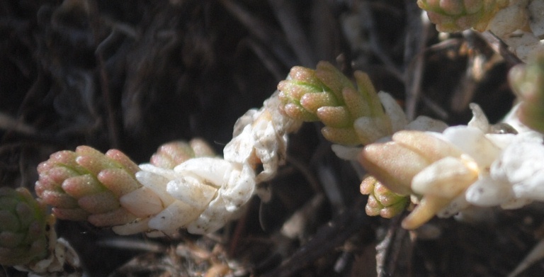 Sedum acre