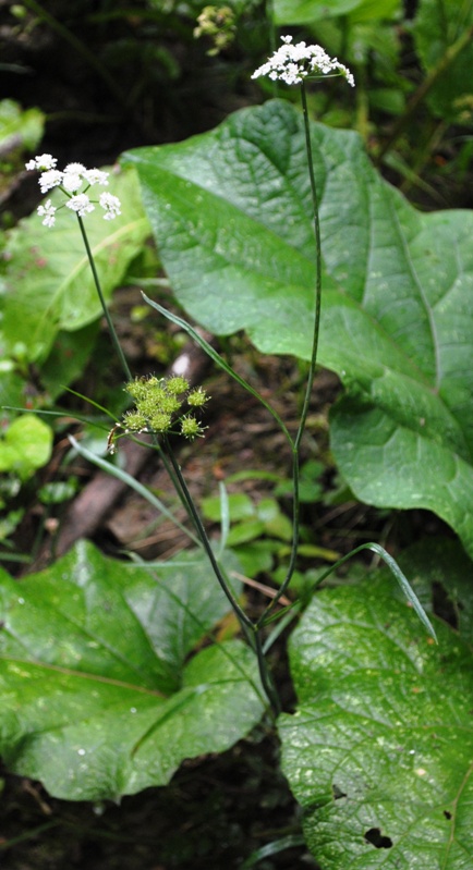 Oenanthe pimpinelloides / Finocchio acquatico comune