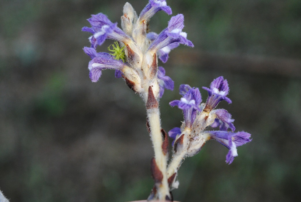 Orobanche ramosa?