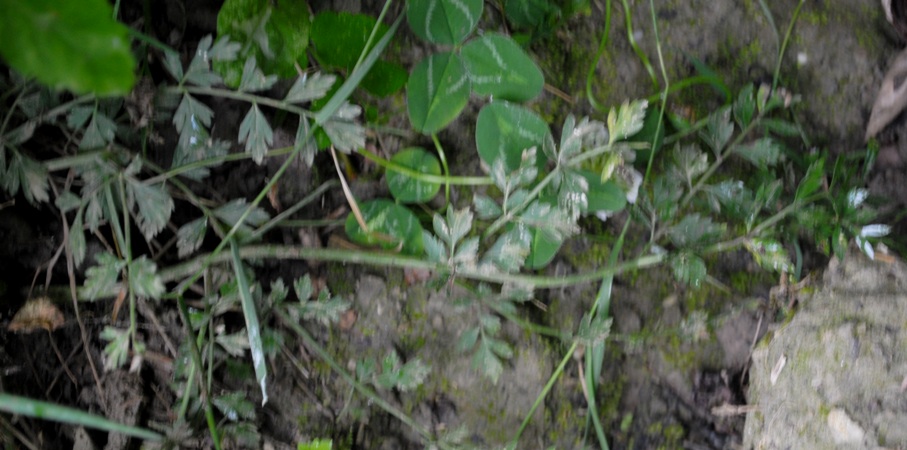 Oenanthe pimpinelloides / Finocchio acquatico comune