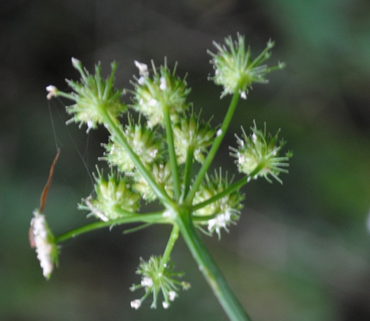 Oenanthe pimpinelloides / Finocchio acquatico comune