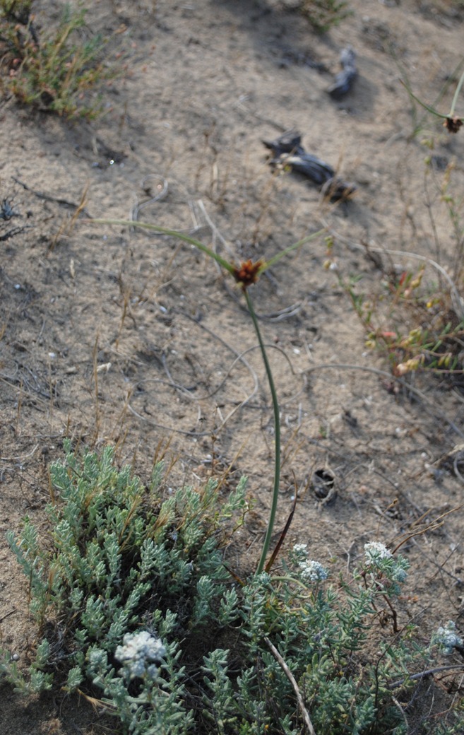 Cyperus capitatus