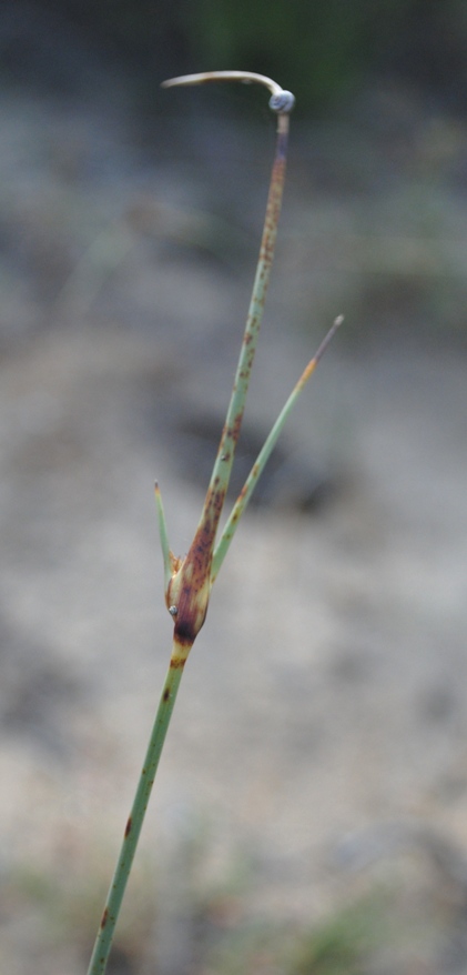 Cyperus capitatus