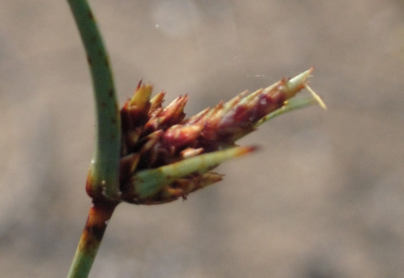 Cyperus capitatus