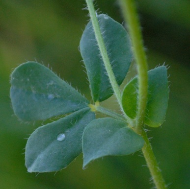 Lotus edulis / Ginestrino commestibile