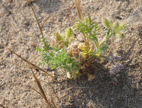 Pseudorlaya pumila (L.) Grande / Lappola delle spiagge