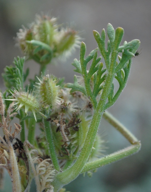 Pseudorlaya pumila (L.) Grande / Lappola delle spiagge