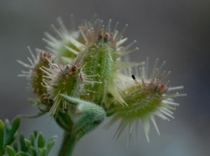 Pseudorlaya pumila (L.) Grande / Lappola delle spiagge