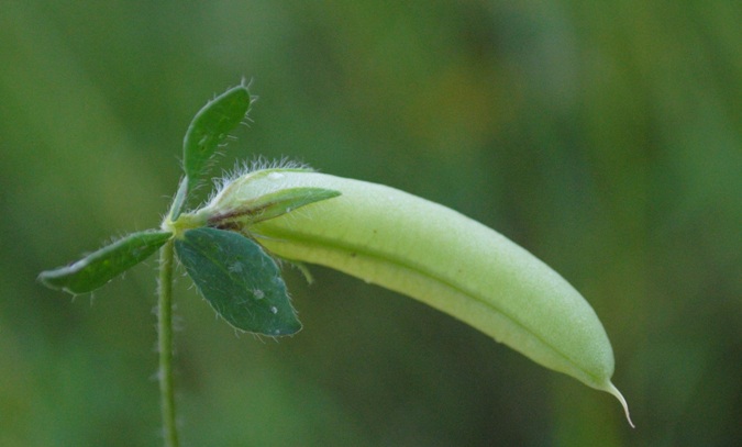 Lotus edulis / Ginestrino commestibile