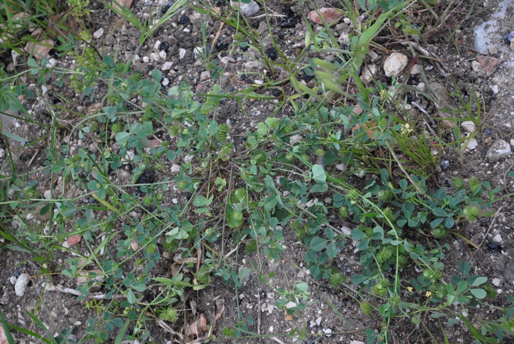 Medicago polymorpha / Erba medica polimorfa