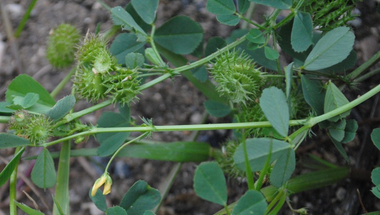 Medicago polymorpha / Erba medica polimorfa