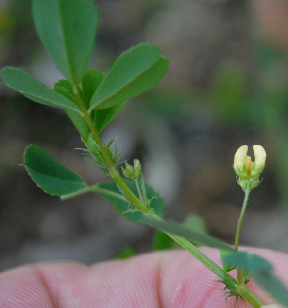 Medicago polymorpha / Erba medica polimorfa