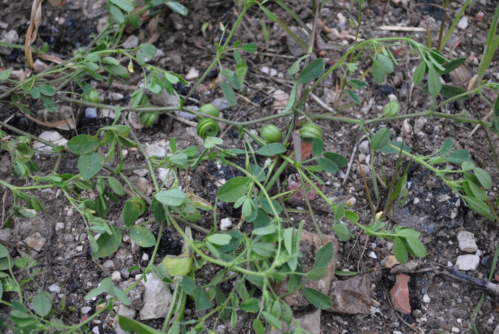 Medicago scutellata / Erba medica scudata