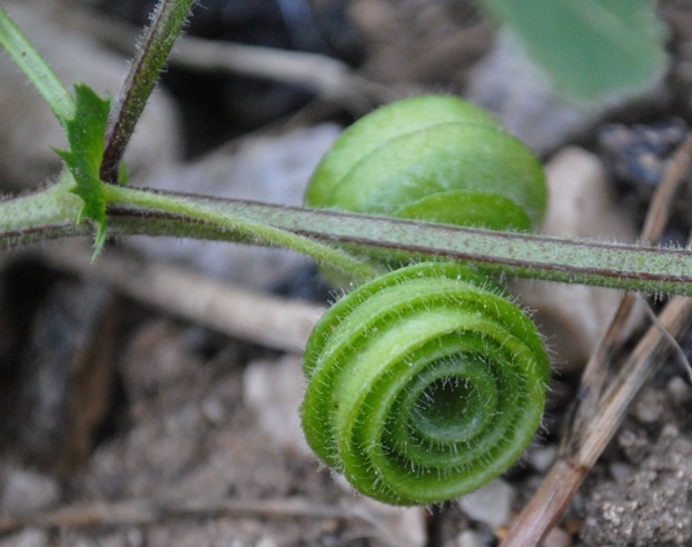 Medicago scutellata / Erba medica scudata