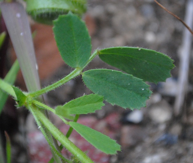 Medicago scutellata / Erba medica scudata