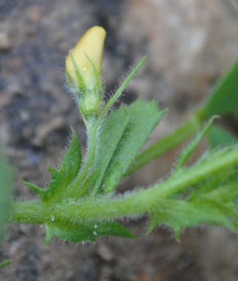 Medicago scutellata / Erba medica scudata