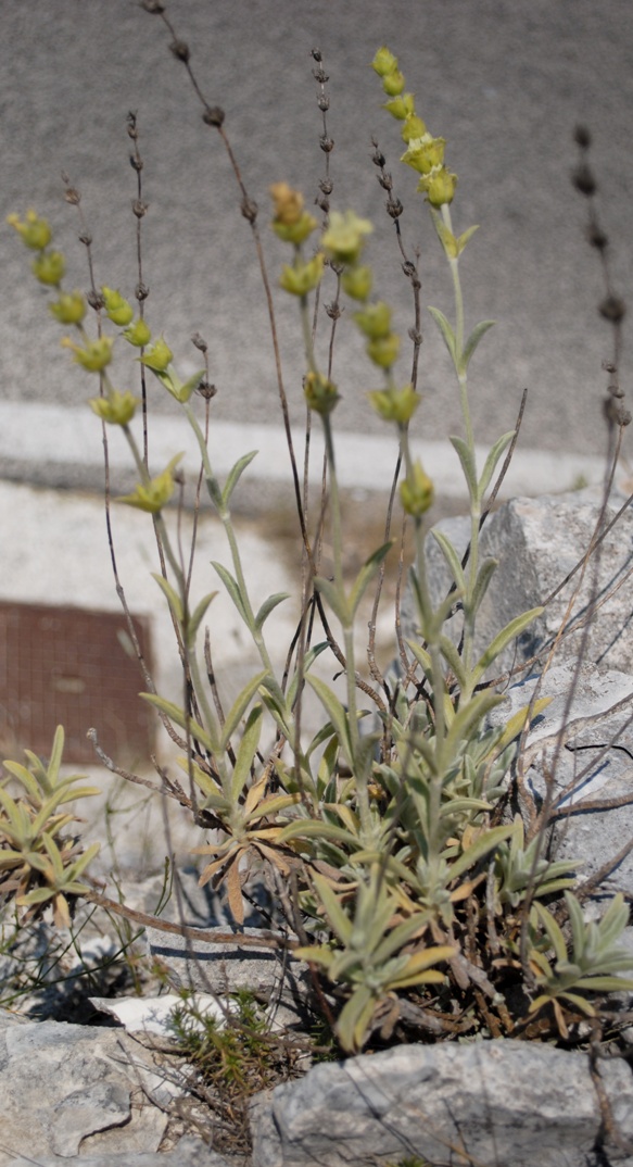 Stachys italica (=Sideritis syriaca) / Stregonia siciliana