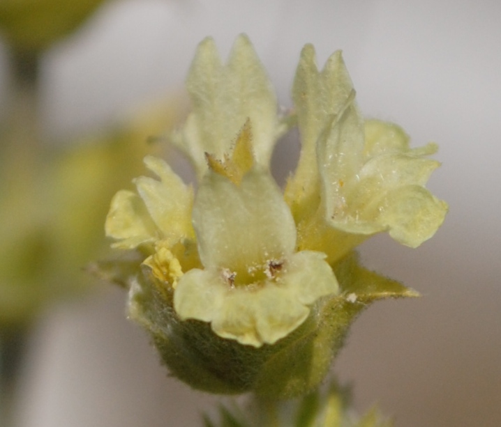 Stachys italica (=Sideritis syriaca) / Stregonia siciliana