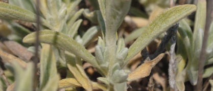 Stachys italica (=Sideritis syriaca) / Stregonia siciliana