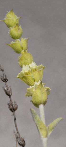 Stachys italica (=Sideritis syriaca) / Stregonia siciliana