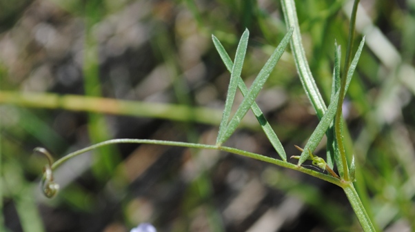 Ervum tetraspermum (=Vicia tetrasperma) / veccia a quattro semi