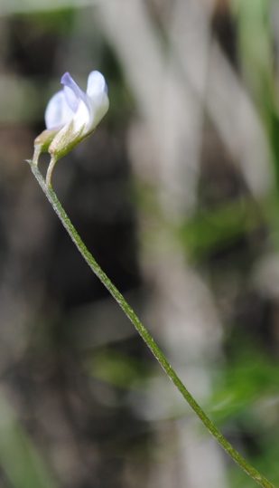 Ervum tetraspermum (=Vicia tetrasperma) / veccia a quattro semi