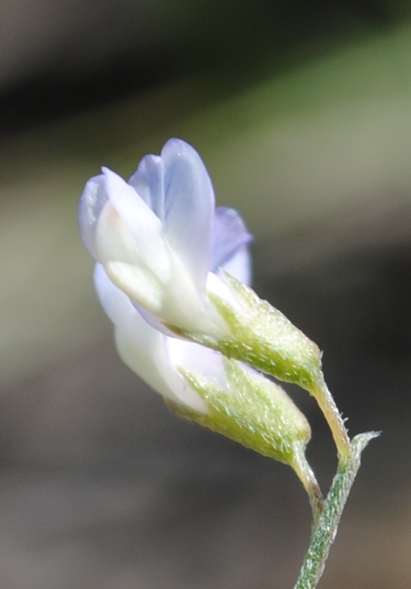 Ervum tetraspermum (=Vicia tetrasperma) / veccia a quattro semi