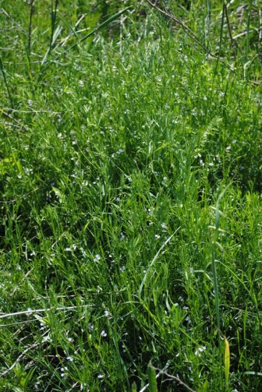 Ervum tetraspermum (=Vicia tetrasperma) / veccia a quattro semi