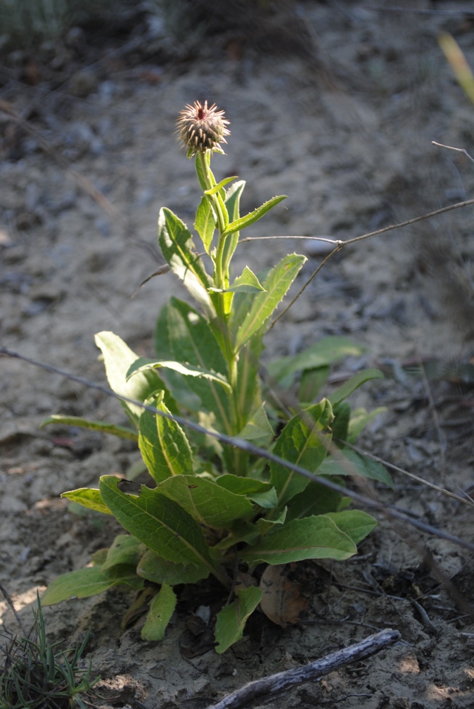 Klasea flavescens (=Serratula cichoracea)/ Cerretta spinulosa