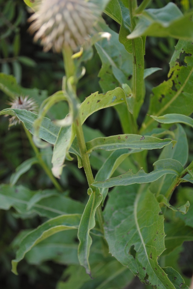 Klasea flavescens (=Serratula cichoracea)/ Cerretta spinulosa