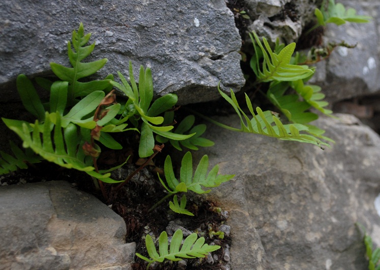 Polypodium cambricum