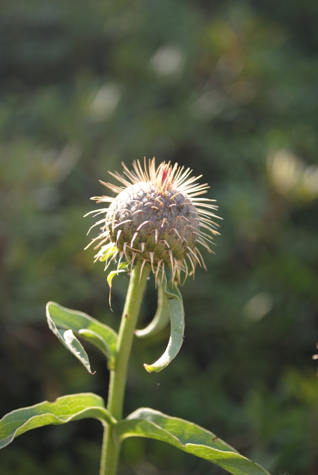 Klasea flavescens (=Serratula cichoracea)/ Cerretta spinulosa