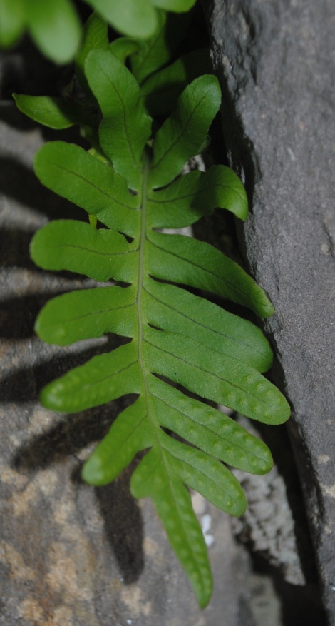 Polypodium cambricum