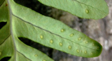 Polypodium cambricum